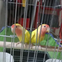 طوطی برزیلی