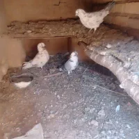 کبوتر فروشی|حیوانات|رامند, |دیوار