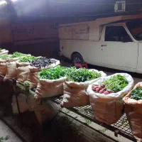 فروش سبزی