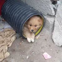 سگ پامر|سگ|اردبیل, |دیوار