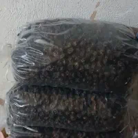 آلوچه آفتابی