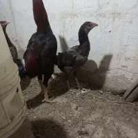 تخم لاری|حیوانات مزرعه|نجف‌آباد, یزدانشهر|دیوار