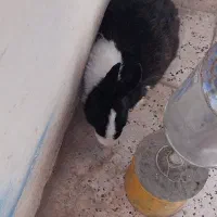 واگذاری خرگوش|موش و خرگوش|رفسنجان, |دیوار