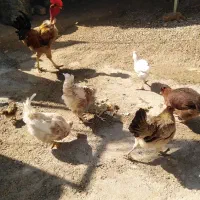مرغ|حیوانات مزرعه|جره و بالاده, |دیوار