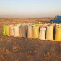 کاه خار شتری|خدمات باغبانی و درختکاری|قوچان, |دیوار