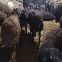 بره نر وماده تکی ویجا|حیوانات مزرعه|قزوین, |دیوار