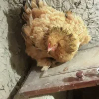 مرغ خروس برهمای اصل|حیوانات مزرعه|ارشق, |دیوار