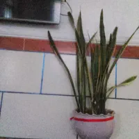 فروش گل سانسوریا با گلدان سرامیگی