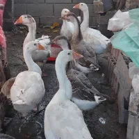 غوقاز ۶عدد|حیوانات مزرعه|گنبد کاووس, |دیوار