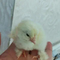 تخم نطفه دار آیام سمانی اندونزی برهما آراکانا جوجه