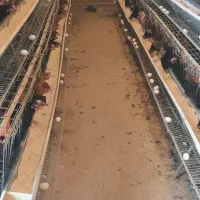 تخم مرغ بومی|خوردنی و آشامیدنی|کاشان, فاز ۲ ناجی آباد|دیوار