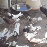 تعد اد۳۰الی ۴۰عدد کبوتر درهم فروشی|پرنده|خانمیرزا, |دیوار