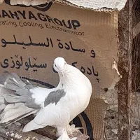 کبوتر|پرنده|سیرجان, |دیوار