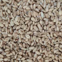 گندم بذر .آدورا .یونستار. پیشگام