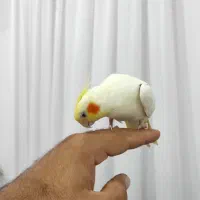 عروس هلندی ماده