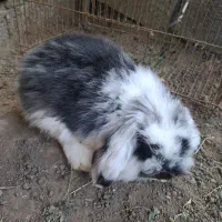 خرگوش مینی لوپ بالغ|موش و خرگوش|لشت نشا, |دیوار