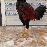 لاری|حیوانات مزرعه|رودبنه, |دیوار