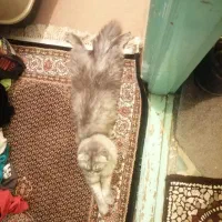 گربه اسکاتیش ۱/۵ ساله|گربه|ارومیه, |دیوار