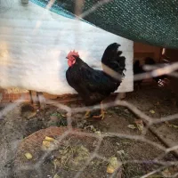 مرغ خروس سیاه