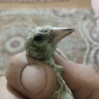 جوجه سهره نر معاوضه با زینتی