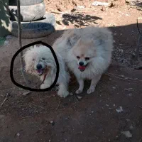 سگ خانگی معاوضه هم دارم