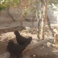 فروش ۵ عدد مرغ تخم گذار مرندی