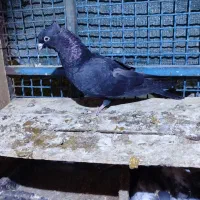 کبوتر بوشهری|پرنده|خورموج, |دیوار