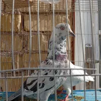 کبوتر تهرونی|پرنده|مرودشت, مختارآباد|دیوار