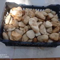 سنگ تزیینی باغچه