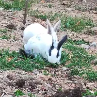 خرگوش گمشده|موش و خرگوش|پارسآباد, |دیوار