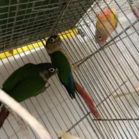 طوطی گرینچیک در نژاد مختلف دستی و نیمه دستی