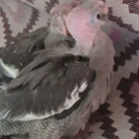 جوجه ۳۵ روزه سینامون|پرنده|سراب, |دیوار