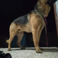 سگ ژرمن شیپرد