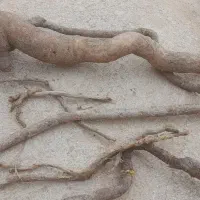 مخ یا شیرین بیان