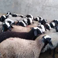 دام با کیفیت و گله داشتی|حیوانات مزرعه|زرند, |دیوار