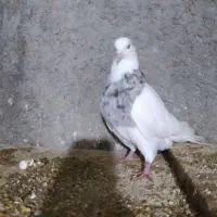 کبوتررنگی|پرنده|بجنورد, |دیوار