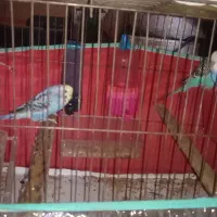 عروس هلندی نر و ماده   مرغ عشق|پرنده|کازرون, |دیوار