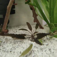 تعدادی و ماهی و گیاه آکواریومی|ماهی|خرم‌آباد, |دیوار