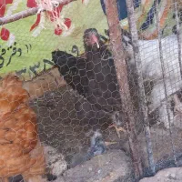 با سلام  دوستان تعدادی خروس تقریبا ۵ماهه فروشی