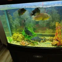 آکواریوم چینی