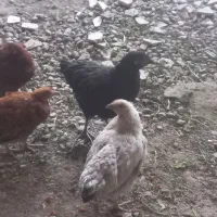مرغ و خروس