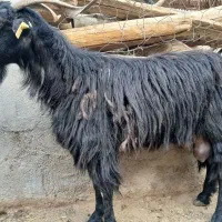 بز شیری همراه 2کره