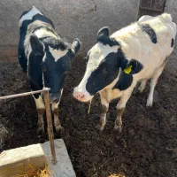 گوساله نر ماده وتلیسه|حیوانات مزرعه|کرمان, |دیوار