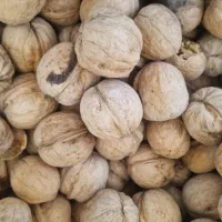 گردو  بوانات درجه یک تضمینی