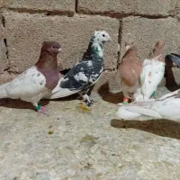 تعدادی کبوتر