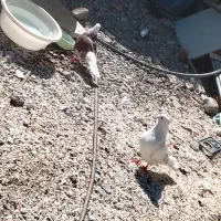 کبوتر همه عالی جفتی 600|پرنده|ایرانشهر, |دیوار