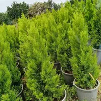 کامیس  لاوسون و یاس|گل و گیاه طبیعی|کلاچای, |دیوار