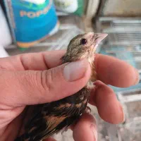 سه تا جوجه سهره قناری از 3 تا چال همگی نر صدرصد