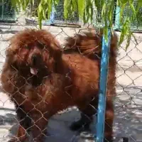 سگ ماستیف تبتی