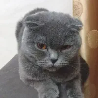 اسکاتیش